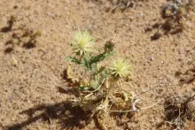 Centaurea scoparia flowers