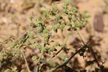 Zygophyllum glutinosum fruits