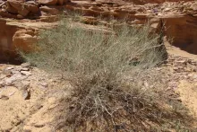 Whole plant