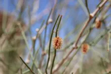 Calligonum comosum fruits