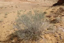 Whole plant