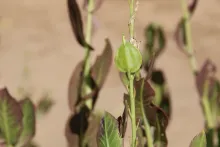 Schouwia purpurea fruit
