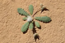 Whole plant