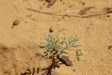 Whole plant