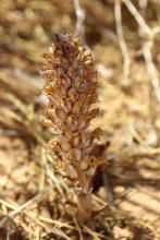 Whole plant