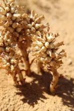 Whole plant
