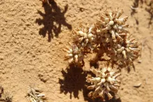 Whole plant