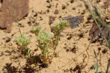 Whole plant