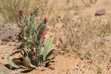 Whole plant
