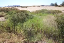Whole plant