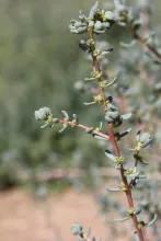 Soda rosmarinus flowers
