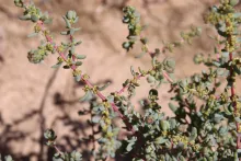 Soda rosmarinus flowers