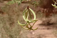 Vachellia gerrardi fruits