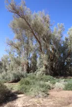 Whole plant