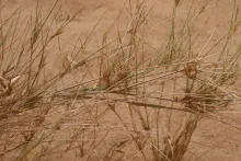 Panicum turgidum stems