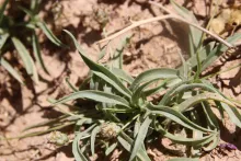 Whole plant