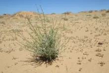Whole plant