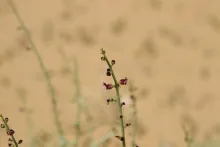 Scrophularia hypericifolia flowers