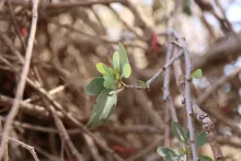 Plicosepalus acaciae leaves
