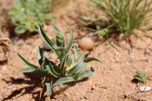 Whole plant