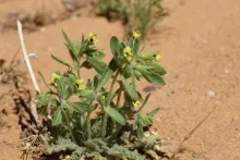 Whole plant