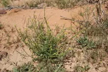 Whole plant