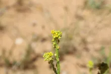 Schimpera arabica flower