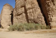 Capparis decidua in a Sandstone canyon