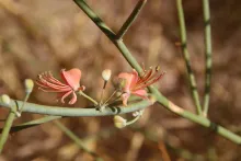 Capparis decidua flowers