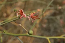 Capparis decidua flowers and fruit