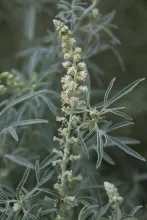 Reseda muricata flowers and fruits