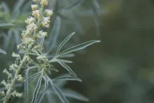 Reseda muricata leaves