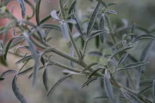 Reseda muricata leaves