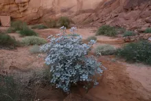 Whole plant
