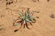 Whole plant