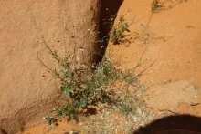 Whole plant