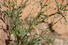 Savignya parviflora fruits