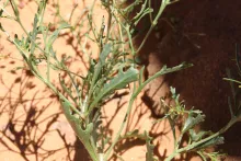 Savignya parviflora leaves