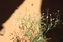 Whole plant