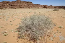 Whole plant
