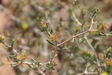 Gymnocarpos decander flower