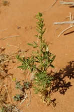 Whole plant