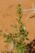 Cleome amblyocarpa leaves