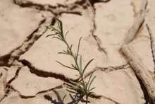 Whole plant