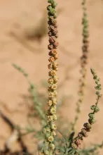 Oligomeris linifolia fruits