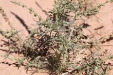 Oligomeris linifolia leaves