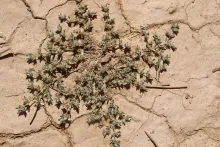 Whole plant
