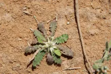 Whole plant