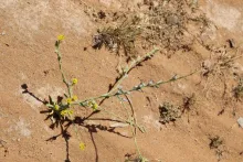 Whole plant