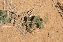 Whole plant